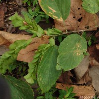 Flemingia strobilifera (L.) W.T.Aiton